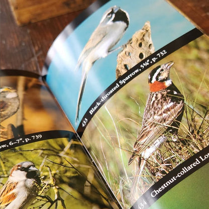 National Audubon Society Field Guide to North American Birds - Western Region, open to pages featuring Black-throated Sparrow and Chestnut-collared Longspur images, highlighting bird identification details.