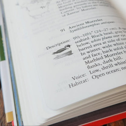 National Audubon Society Field Guide to North American Birds - Western Region Revised Edition open to Ancient Murrelet entry, featuring illustration and species details.